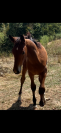 Poulain sf sport 