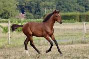 Poulain SF 2025