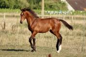 Poulain SF 2025