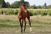 Poulain SF 2025