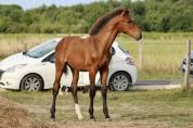 Poulain SF 2025