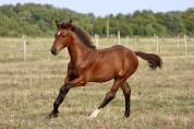 Poulain SF 2025
