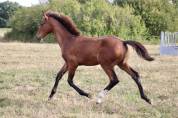 Poulain SF 2025