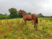 Pouliche de 2ans Casallo Z/Quaprice Bois Margot/Le Tôt 