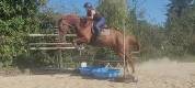 Cheval trotteur 