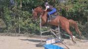 Cheval trotteur 