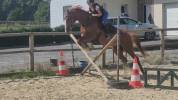 Cheval trotteur 