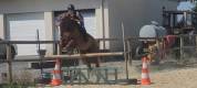 Cheval trotteur 