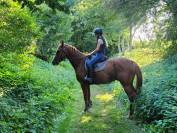 Cheval trotteur 