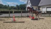 Cheval trotteur 