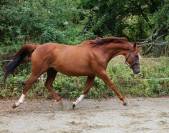 Cheval dressage - Hongre Alezan de 10 ans, 169cm