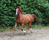 Cheval dressage - Hongre Alezan de 10 ans, 169cm