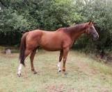Cheval dressage - Hongre Alezan de 10 ans, 169cm