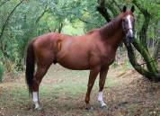 Cheval dressage - Hongre Alezan de 10 ans, 169cm