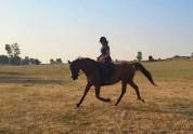 Cheval dressage - Hongre Alezan de 10 ans, 169cm