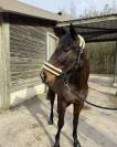 Hongre Pur Sang anglais / 9 ans 