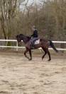 Hongre Pur Sang anglais / 9 ans 
