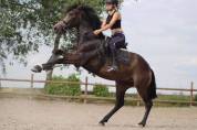 Cheval espagnol 