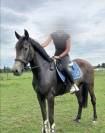 Cheval espagnol 