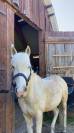 Hongre PFS 8 ans palomino recherche maison 5 étoiles