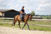 Superbe jument CDF de 5 ans 