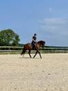 Superbe jument CDF de 5 ans 