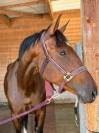 Superbe jument CDF de 5 ans 