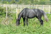 ILANGO - 5ans - 1m70]