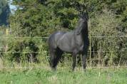 ILANGO - 5ans - 1m70]