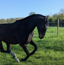 SHAKIRON | PS - 6ans - 1m63