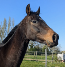 SHAKIRON | PS - 6ans - 1m63