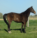 SHAKIRON | PS - 6ans - 1m63