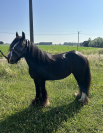 PONETTE petit D - 5ans À VENDRE - IRISH COB