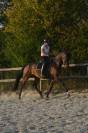 Hongre 4 ans dressage
