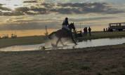 Chouette cheval polyvalent 