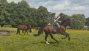 Chouette cheval polyvalent 