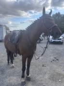 Chouette cheval polyvalent 