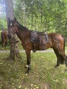 Chouette cheval polyvalent 