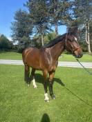 Chouette cheval polyvalent 