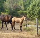 Magnifique poulain Isabelle dressage 