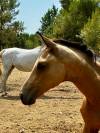 Magnifique poulain Isabelle dressage 