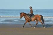 A vendre Le cheval d’amateur par excellence CCE/CSO
