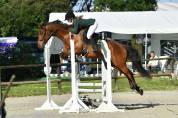 A vendre Le cheval d’amateur par excellence CCE/CSO