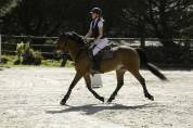 À vendre poney CSO 