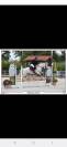 Poney à vendre 