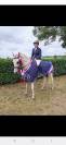 Poney à vendre 
