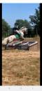 Poney à vendre 