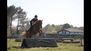 Poney de sport