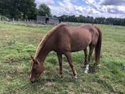 Poney de sport