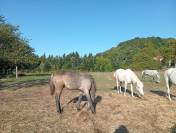 Puledro Camargue In vendita 2025 Bianco